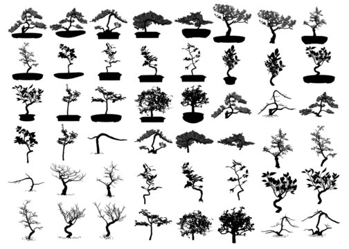 Set of Bonsai Japanese trees silhouette growing in pots and containers. Drawing from real trees. Decorative little trees in Bonsai style set, hobby. Vector.