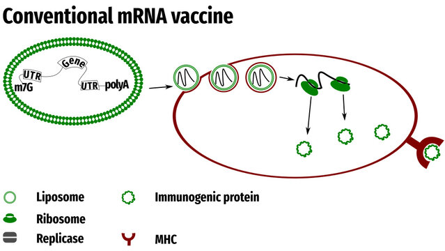 Non-amplifying mRNA Vaccine