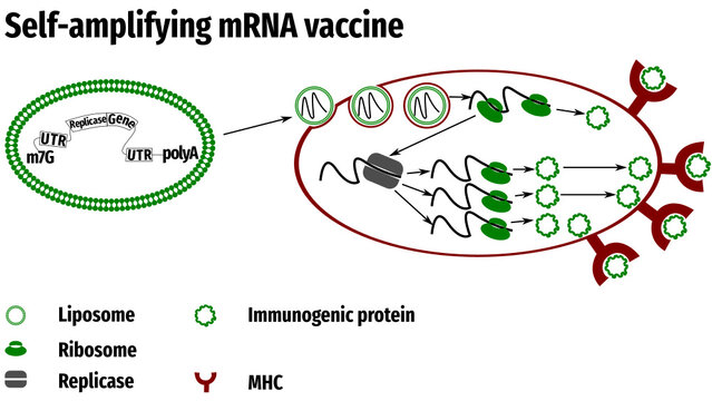 Self-amplifying mRNA Vaccine