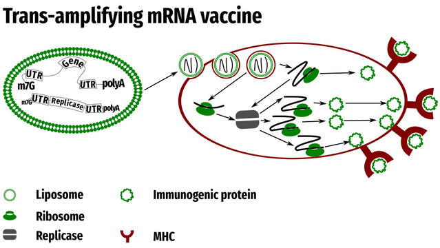 Trans-amplifying mRNA Vaccine