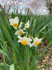daffodils in spring