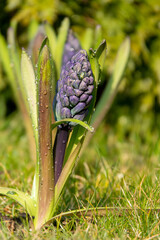 Purple Hyacinthus orientalis blooming in the flowerbed.