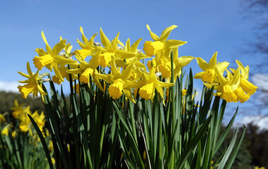 A beautiful low angle shot of springtime yellow daffodils against a blue sky background. 