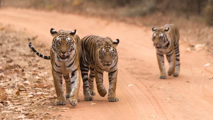 Fototapete Rund tiger in the wild © kurush