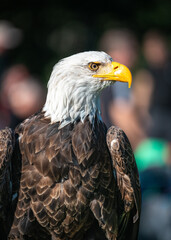 Obraz premium bird of prey