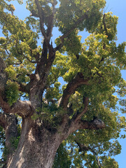 old oak tree