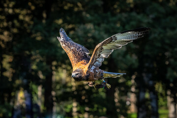 Fototapeta premium bird of prey
