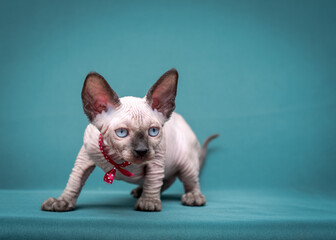 A cute sphynx cat wearing a red collar and playing during the photo shoot