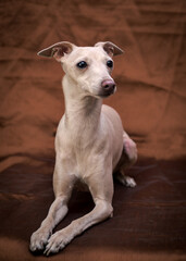 A cute white doggie sitting on a brown blanket and looking somewhere away [Italian greyhound]