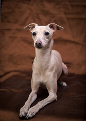 A cute white doggie sitting on a brown blanket and looking straight into the camera [Italian greyhound]