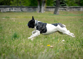 A cute, black and white doggie playing in the field, running and jumping