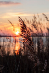 Thickets of dry reeds near the river