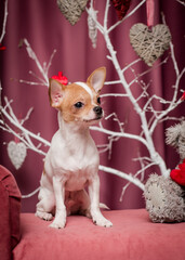 A little and very cute puppy sitting and posing for photos with some white decorated tree branches and pink background [chihuahua]