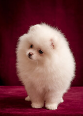 A little and very fluffy white puppy posing for photos with dark red background [Pomeranian spitz]