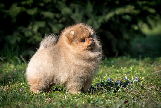 A little and extremely fluffy puppy walking in the park and looking into the sky while posing for photos 
