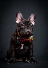 A little black puppy wearing a nice colorful tie and posing for photos with a black background