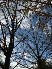 trees and sky