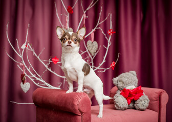 A little cute dog standing on the pink sofa and posing for photos with a teddy bear and some decorated tree branches [chihuahua]