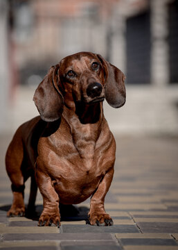 A little cute doggie sitting on the street and posing for photos [Dachshund]