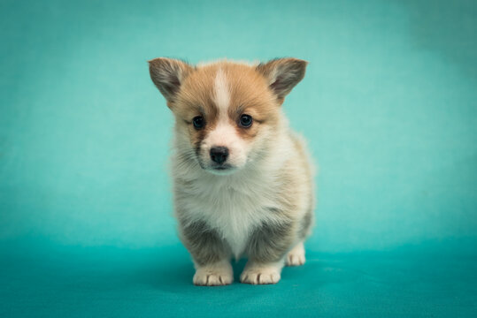 A little cute puppy standing, looking straight into the camera and posing for the photo [welshkorgi pembroke]