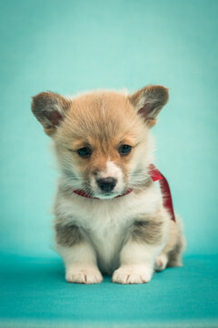 A little cute puppy wearing a red ribbon on the neck and posing for the photo [welshkorgi pembroke]