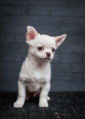 A little puppy is very shy and posing for photos with a grey background [chihuahua]