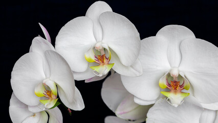 Naklejka na ściany i meble elegant white orchid flowers, Orchidaceae, phalaenopsis