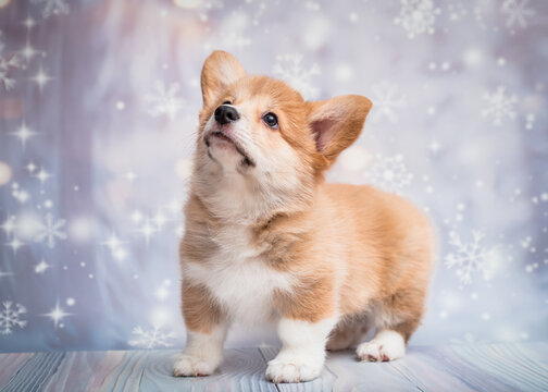 A little puppy looking somewhere up and posing for photos with shiny blue and white background