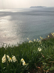 flowers on the beach