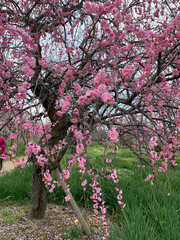 pink cherry blossom