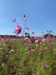 pink flowers and sky