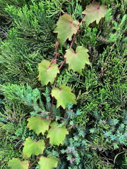 green moss on the vine