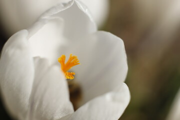 Fototapeta na wymiar Krokus wiosenny biały makro