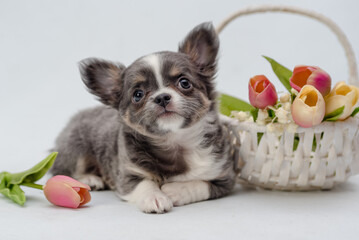 A little puppy posing for the photo with a big basket of very beautiful pink tulips. (Photo 1) [chihuahua]
