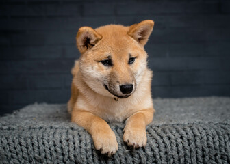 Fototapeta premium A nice and furry doggie laying in the blanket and posing for the photos with a black background