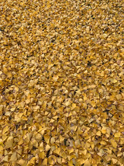 autumn leaves background