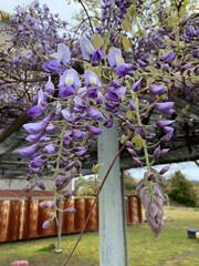 spring in the garden