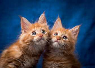 A pair of ginger cats sitting and posing for photos with blue background