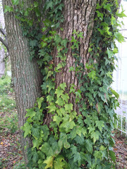 ivy on a tree