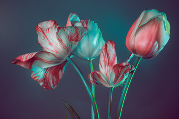 Fototapeta na wymiar pink and white tulips on a blue background, studio shot.