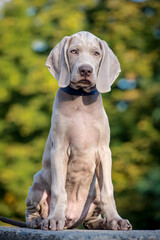 A photo of an extremely beautiful dog with nice fur color, that sitting in the park [weimaraner] 