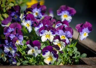 A photo of some beautiful and colorful flowers with purple, blue, white, and yellow
