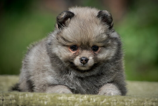 A photo of an extremely cute, grey puppy, which is looking straight into the camera [Pomeranian spitz]