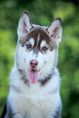 Naklejka na ściany i meble A portrait photo of a big and beautiful husky looking somewhere away and sitting in the park and just enjoying nature.[Siberian Husky]