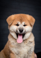 A portrait photo of a cute and fluffy doggie that sitting and sticking out its tongue [akita inu]