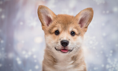  A portrait photo of a cute and furry puppy sticking out its tongue and posing for the photos with shiny blue and white background