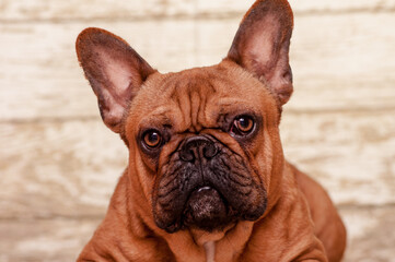 A portrait photo of a cute brown puppy very seriously posing for the photo [French Bulldog]