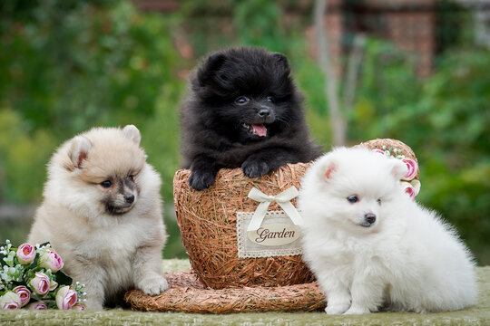 A picture of three cute puppies, one sitting in the basket and the others just sitting next to him [Pomeranian spitz]