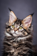 Fototapeta na wymiar A portrait photo of a pretty and very furry cat, that thoughtfully looking somewhere away [Maine Coon cat]