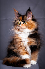  A portrait photo of a pretty and very furry cat, with very interesting color of the fur. That is sitting and thoughtfully looking somewhere away [Maine Coon cat]